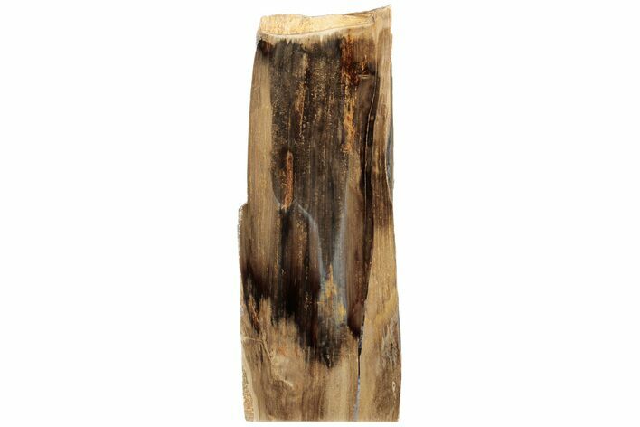 Polished, Petrified Wood (Metasequoia) Stand Up - Oregon #185139